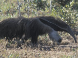 Buy Giant Anteater Near Emas National Park, in the Cerrado at AllPosters.com