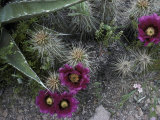 Buy Blooming Cactus in the Superstition Mountains of Central Arizona at AllPosters.com