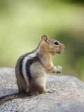 Golden-Mantled Ground Squirrel (Spermophilus Lateralis) Close-Up