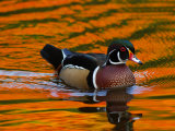 Buy Male Wood Duck, Aix Sponsa, Swimming. the Water Reflects Fall Foliage at AllPosters.com
