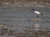 Fishing Bird, Hunting in Marshy Water