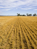 Long Rows of Golden Wheat Sprout from the Dry Earth on a Summers Day
