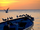 Birds Standing on the Bow of a Wooden Boat at Sunset