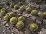 Buy Cactus at the Boyce Thompson Southwestern Arboretum at AllPosters.com