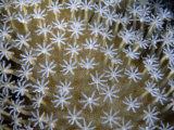 Close Up of Coral Polyps with Extended Tentacles Catching Passing Prey