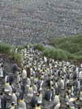 Buy Thousands of King Penguins at a Rookery at AllPosters.com