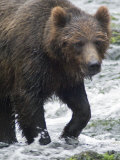 Brown Bear (Ursus Arctos) Looking for Salmon