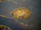 Crocodile with Five Lechwe Resting on an Island