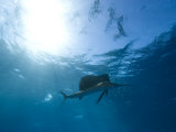 Sailfish Can Be Up to Six Feet Long and Weigh Fifty Pounds