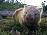 Common Wombat Feeds on Alpine Meadow Shrubs Ahead of Winter Snows