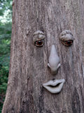 Buy Tree Trunk Sprouts a Face in a Garden in Vienna, Virginia at AllPosters.com