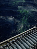Buy Green Dye Marks Attack Point in Water of Hedgehog Projectile at AllPosters.com