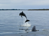 New Subspecies of Bottlenose Dolphin That Resides in Coastal Lakes