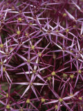 Buy Close View of a Cluster of Wild Asters at AllPosters.com