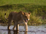 Buy Female African Lioness Walking Through Water and Snarling at AllPosters.com