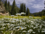 Buy Small Group of Daisies Stand in the Foreground of a Field of Flowers at AllPosters.com