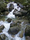 Snowmelt Cascading over Boulders in a Sub-Alpine Forest of Alpine Ash