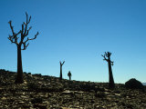 Buy Paleontologist Searches for Vendian Fossils in Namibia at AllPosters.com