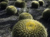 Buy Cactus at the Boyce Thompson Southwestern Arboretum at AllPosters.com