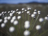 Buy Plants in the Cerrado, a Vast Grassland in the Central Highlands at AllPosters.com