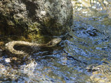 Sierra Garter Snake (Thamnophis Couchii) Swimming in a River