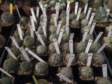 Plants for Sale at the Boyce Thompson Southwestern Arboretum