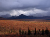 Buy Colorful Tundra under a Brooding Sky in Denali National Park at AllPosters.com