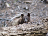 Cinnamon American Black Bear (Ursus Americanus) Eye Contact