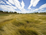 Tall Dry Season Grass Lines the Shore of the Flinders River in Drought