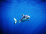 Great White Shark with Rays of Sunlight, Carcharodon Carcharias