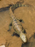 Buy Spectacled Caiman Resting on a Large Rock in the Water at AllPosters.com