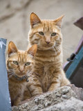 Cerro Alegre, Valparaiso, Chile. Street Scenes, Two Cats Ontop of Fence