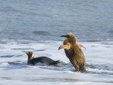 Buy Year-Old King Penguins in the Surf at AllPosters.com