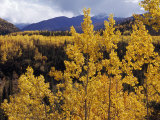 Aspen Trees in Autumn Hues Glow Golden in Denali National Park