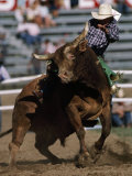 Buy Rodeo Competitor in a Steer Riding Event at AllPosters.com