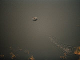 Flamingo Taking Wing in the Okavango Delta