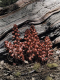Buy Snow Plant, Which Springs Up as the Snow Melts at AllPosters.com