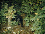 Buy Black Bear Cub Pauses on the Edge of a Forest Clearing at Night at AllPosters.com