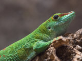 Madagascar Giant Day Gecko (Phelsuma Madagascariensis Grandis) at Zoo
