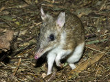 Eastern Barred Bandicoot, a Small Long-Nosed Nocturnal Marsupial