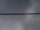 Buy Birds on a Telephone Wire: Bird School at AllPosters.com