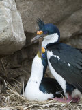 Buy Blue-Eyed Shags in a Courtship Ritual on their Nest at AllPosters.com