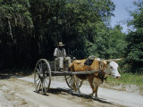 Buy Crabber Driving a Two-Wheeled Cart Hauls His Catch to a Cannery at AllPosters.com