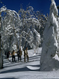 Buy Skiers Trek Past Snow-Laden Trees on a Sunny Day at AllPosters.com