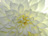 Buy Close Up of a White Dahlia Flower at AllPosters.com