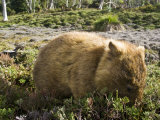 Common Wombat Voraciously Feeds on Alpine Shrubs Ahead of Winter
