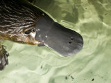 Platypus, Part of a Captive Breeding Program, Swims in its Pool