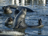 Buy Elephant Seal Weaner Pups Frolicking in Water Near Shore at AllPosters.com