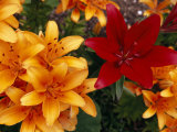 Buy Red Lily Among a Profusion of Orange Lilies at AllPosters.com