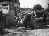 Buy Man Tends to an Ox Team Outside a Country Store at AllPosters.com